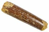 Fossil Sauropod Dinosaur (Rebbachisaurus) Tooth - Morocco #369634-1